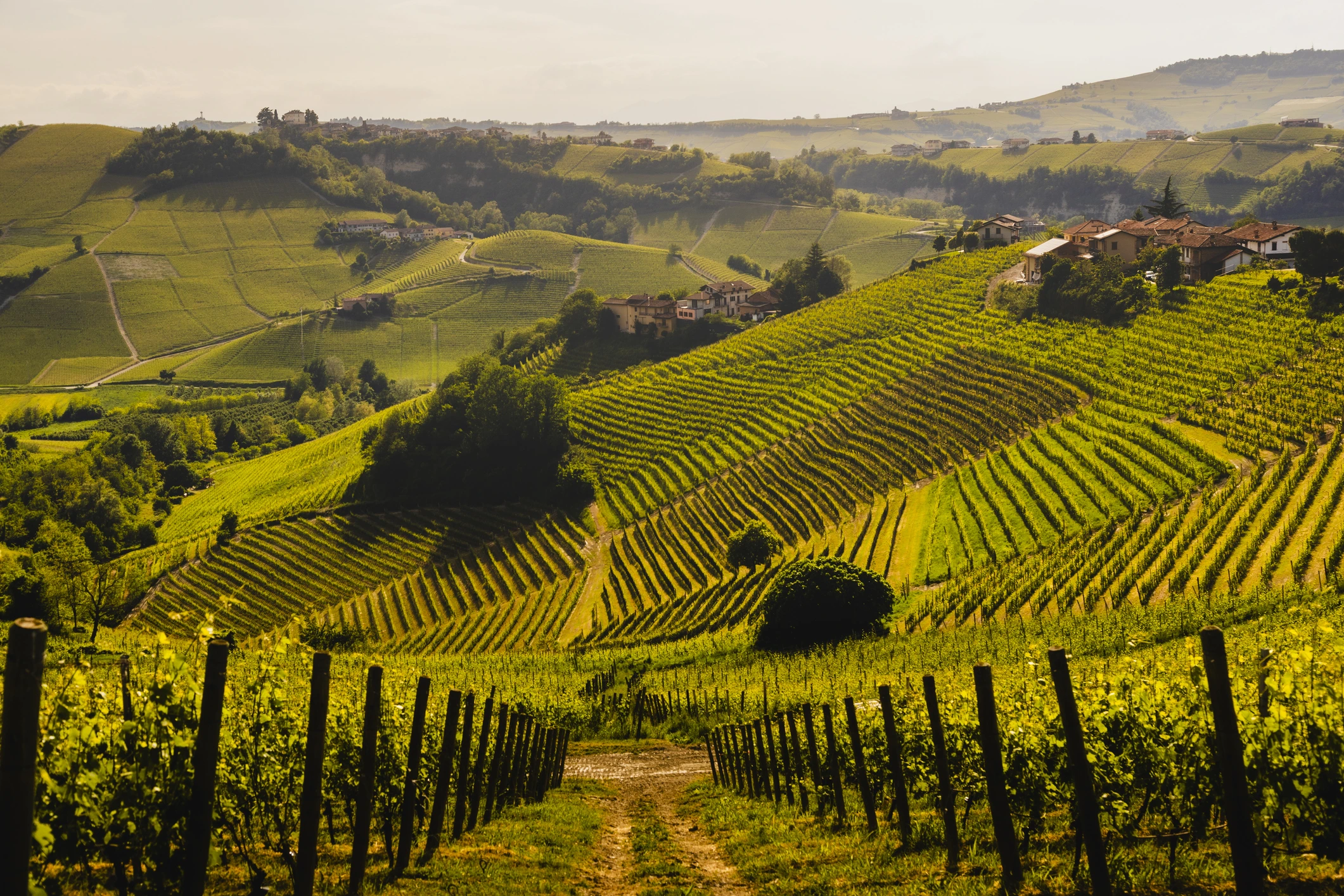 Italy's Wine Regions