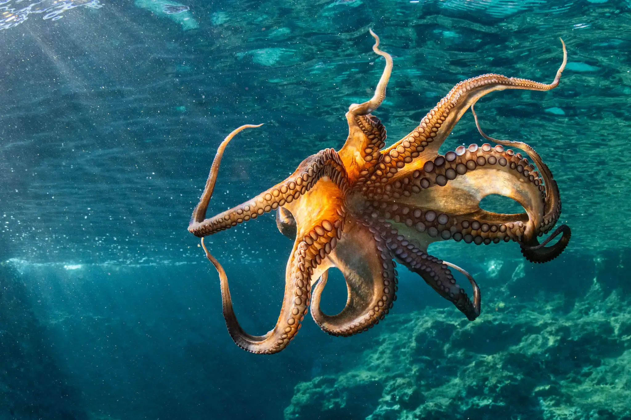 Octopus swimming in clear blue ocean water